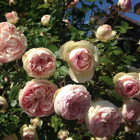L'air Du Temps D'hotes Bed & Breakfast 4*